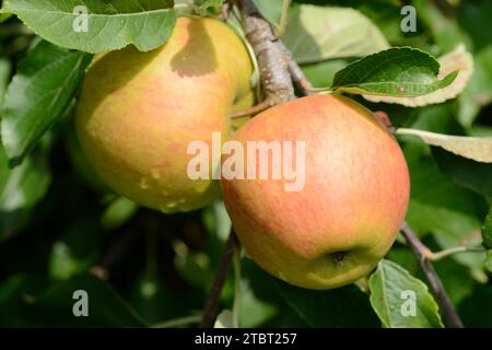 Apfel „Jonagold“ (Malus domestica), Apfelsorte Jonagold, Äpfel auf dem Baum, Deutschland Stockfoto