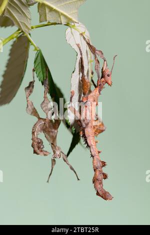 Australisches Geisterinsekt (Extatosoma tiaratum), frisch gehäutetes Weibchen Stockfoto