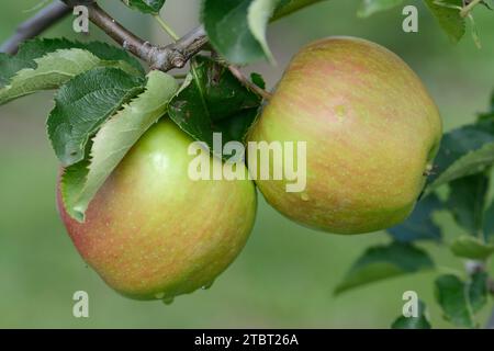 Apfel „Jonagold“ (Malus domestica), Apfelsorte Jonagold, Äpfel auf dem Baum, Deutschland Stockfoto