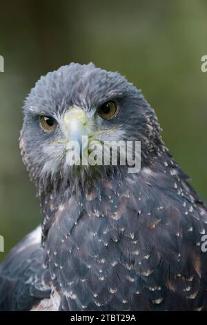 Andenbussard (Geranoaetus melanoleucus), Porträt, Vorkommen in Südamerika Stockfoto