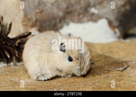 Gundi (Ctenodactylus gundi), Jugendlicher, Vorkommen in Nordafrika Stockfoto