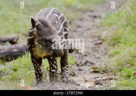 Flachlandtapir (Tapirus terrestris), Jungtiere, Vorkommen in Südamerika Stockfoto