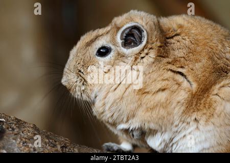 Gundi (Ctenodactylus gundi), Vorkommen in Nordafrika Stockfoto