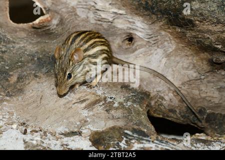 Barbar gestreifte Grasmaus (Lemniscomys barbarus), gefunden in Nordafrika Stockfoto