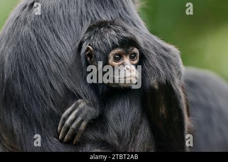 Schwarzköpfiger Spinnenaffen (Ateles fusciceps rufiventris, Ateles fusciceps robustus) Stockfoto