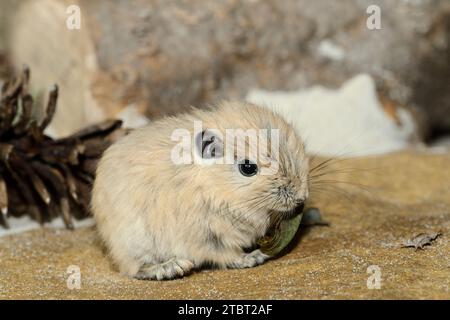 Gundi (Ctenodactylus gundi), Jugendlicher, Vorkommen in Nordafrika Stockfoto