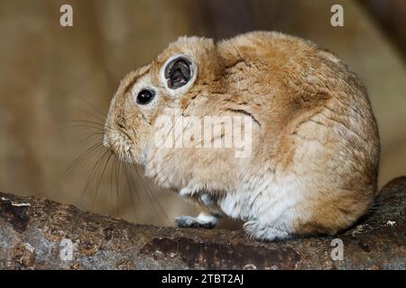 Gundi (Ctenodactylus gundi), Vorkommen in Nordafrika Stockfoto