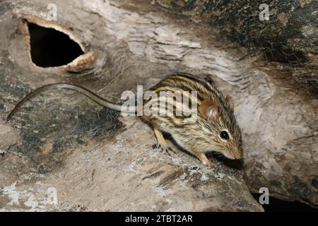 Barbar gestreifte Grasmaus (Lemniscomys barbarus), Vorkommen in Nordafrika Stockfoto