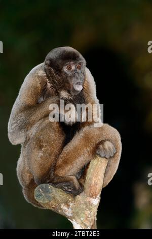 Brauner Wollaffen (Lagothrix lagotricha lagotricha) Stockfoto