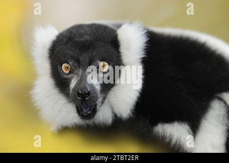 Schwarz-weiß Vari (Varecia variegata), Porträt, Vorkommen auf Madagaskar Stockfoto