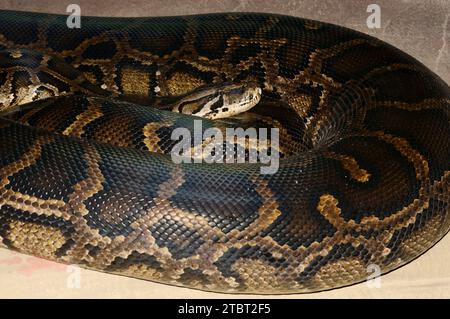 Dunkle Tigerpython (Python bivittatus) Stockfoto