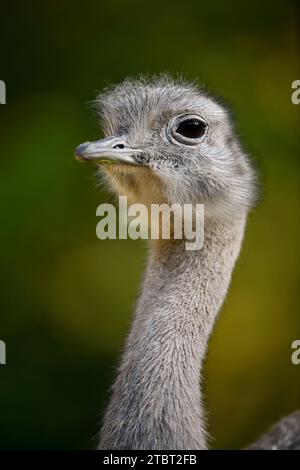 Darwins nandu oder kleiner nandu (Pterocnemia pennata), Porträt, Patagonien, Chile Stockfoto