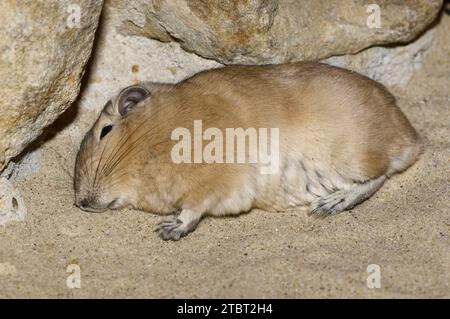 Gundi (Ctenodactylus gundi), schlafend, Vorkommen in Nordafrika Stockfoto