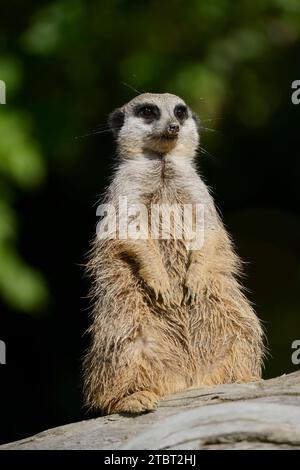 Erdmännchen oder Suricate (Suricata suricatta), in Gefangenschaft, im südlichen Afrika vorkommend Stockfoto