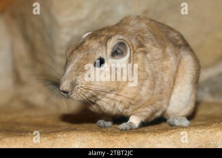 Gundi (Ctenodactylus gundi), Vorkommen in Nordafrika Stockfoto