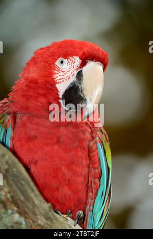 Dunkelroter Ara oder Grünflügelaras (Ara chloropterus, Ara chloroptera) Stockfoto