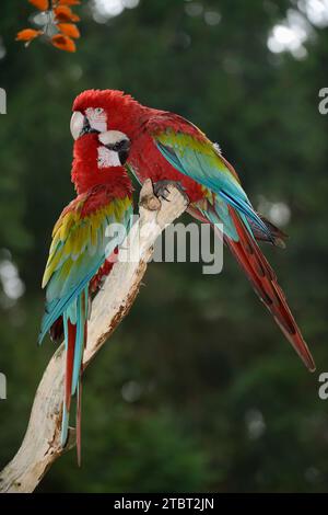 Dunkelroter Ara oder Grünflügelaras (Ara chloropterus, Ara chloroptera), Paar Stockfoto