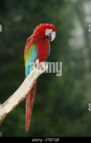 Dunkelroter Ara oder Grünflügelaras (Ara chloropterus, Ara chloroptera) Stockfoto