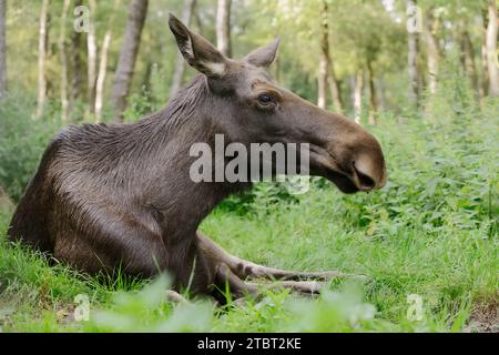 Europäischer Elch (Alces alces alces), Kuhelch Stockfoto