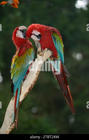 Dunkelroter Ara oder Grünflügelaras (Ara chloropterus, Ara chloroptera), Paar Stockfoto