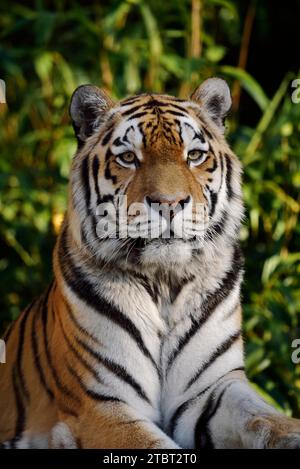 Sibirischer Tiger (Panthera Tigris Altaica) Stockfoto