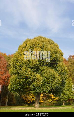 Silberkalk (Tilia tomentosa) im Herbst, Nordrhein-Westfalen, Deutschland Stockfoto