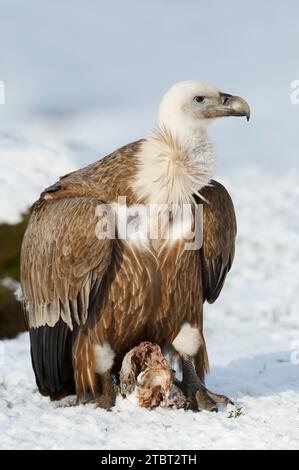 Gyps fulvus (Gyps fulvus) an einer Futterstelle im Winter, Österreich Stockfoto