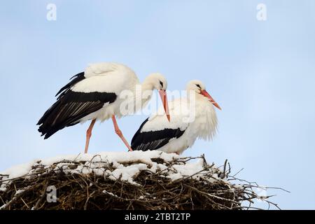 Weißstorch (Ciconia ciconia), Paar auf dem Nest mit Schnee, Sachsen, Deutschland Stockfoto