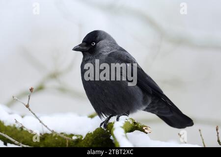 Jackdaw (Corvus monedula) im Winter, Sachsen, Deutschland Stockfoto