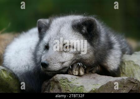 Polarfuchs ((Vulpes lagopus), Porträt Stockfoto