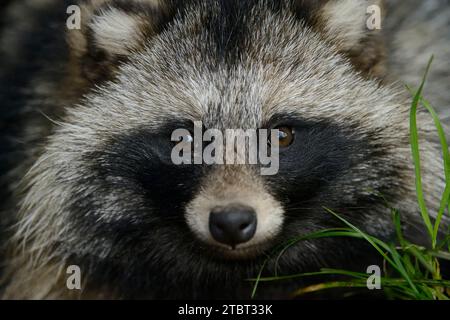 Marderhund (Nyctereutes procyonoides), Porträt, Deutschland Stockfoto