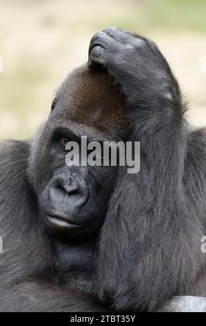 Westlicher Tieflandgorilla (Gorilla Gorilla Gorilla), weiblich Stockfoto