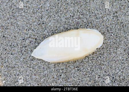 Tintenfisch (Sepia officinalis), Schulp am Strand, Bretagne, Frankreich Stockfoto