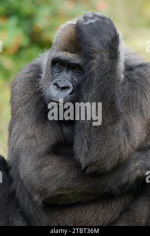 Westlicher Tieflandgorilla (Gorilla Gorilla Gorilla), weiblich Stockfoto