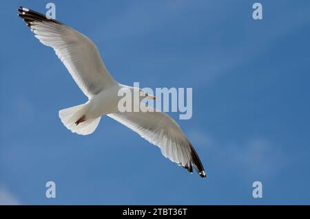 Heringsmöwe (Larus argentatus) im Flug, Normandie, Frankreich Stockfoto