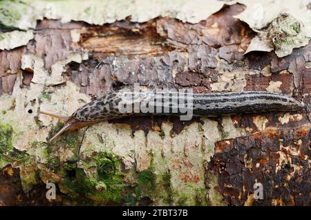 Tigerschnecke (Limax maximus), Nordrhein-Westfalen, Deutschland Stockfoto