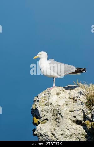 Heringsmöwe (Larus argentatus), Normandie, Frankreich Stockfoto