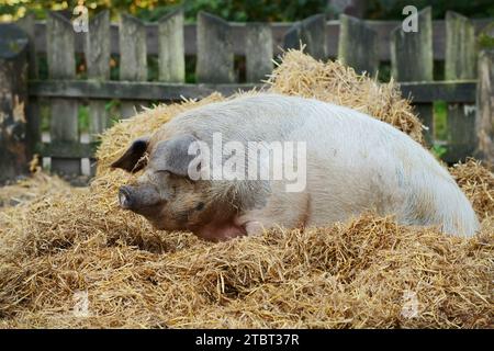 Rotes Husum-Protestschwein oder deutsches Sattelschwein (Sus scrofa domestica), Nordrhein-Westfalen, Deutschland Stockfoto