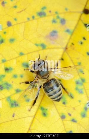 Europäische Honigbiene oder westliche Honigbiene (APIs mellifera), Nordrhein-Westfalen, Deutschland Stockfoto