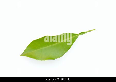 Bitterorange oder Bitterorange (Citrus aurantium), Blatt Stockfoto