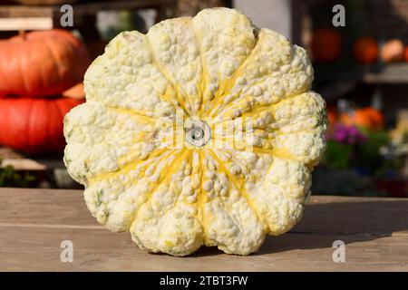 Gartenkürbis (Cucurbita pepo var. Patisoniana), Patisson Sorte, Nordrhein-Westfalen, Deutschland Stockfoto