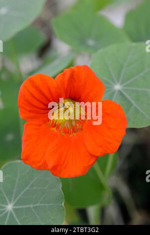 Großes Kapuzinerkresse (Tropaeolum majus), Blüte Stockfoto