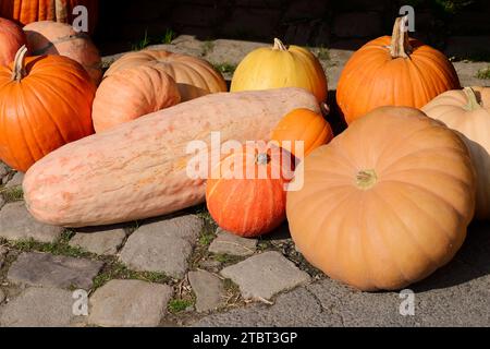 Verschiedene Kürbissorten (Cucurbita pepo), Nordrhein-Westfalen, Deutschland Stockfoto