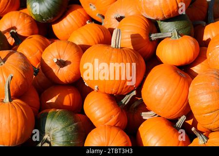 Hokkaido-Kürbis ( Cucurbita maxima), Kürbisse im Herbst, Nordrhein-Westfalen, Deutschland Stockfoto