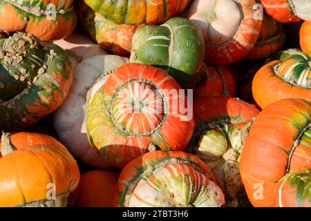 Gartenkürbis (Cucurbita pepo), Sorte Bischofsmütze, Nordrhein-Westfalen, Deutschland Stockfoto