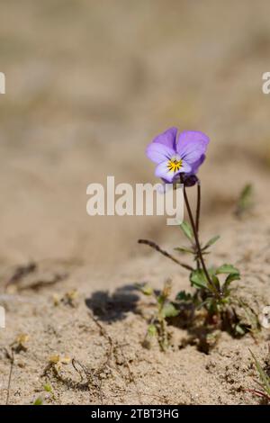 Dünen-Stiefmütterchen (Viola tricolor var. maritima), Nordholland, Niederlande Stockfoto