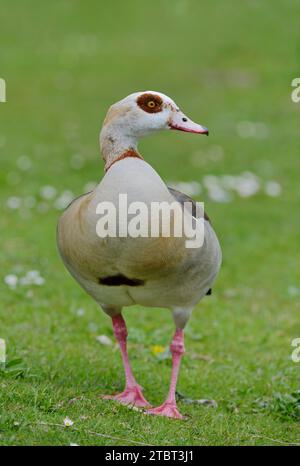 Ägyptische Gans (Alopochen aegyptiaca) auf einer Wiese, Südholland, Niederlande Stockfoto