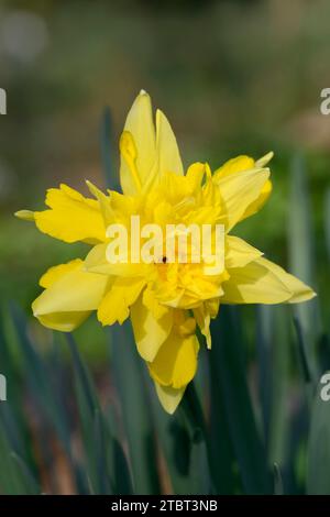 Narzissen oder gelbe Narzisse (Narcissus pseudonarcissus), Nordrhein-Westfalen, Deutschland Stockfoto