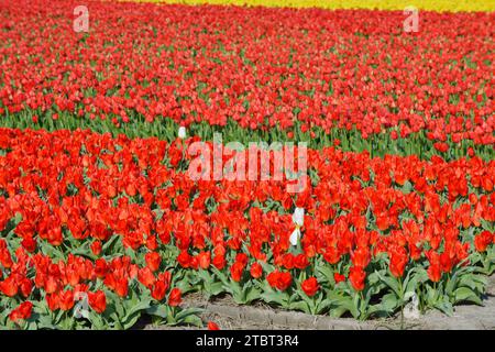 Tulpenfeld in Blüte bei Lisse, Südholland, Niederlande Stockfoto