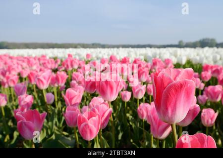 Tulpenfeld in Blüte bei Lisse, Südholland, Niederlande Stockfoto